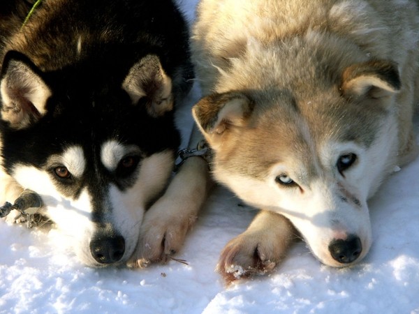 husky husky