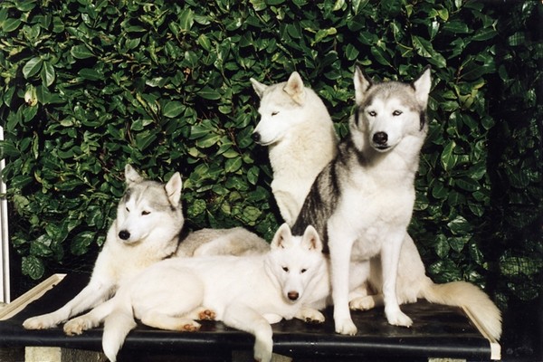 husky husky