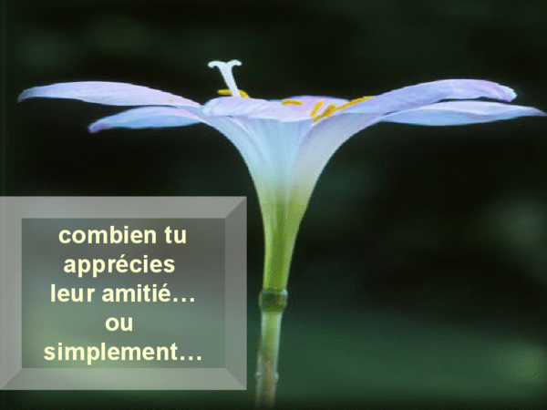 Citation et fleur cadeau de mon amie Josie