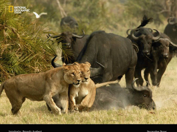 Repas Des Lionnes