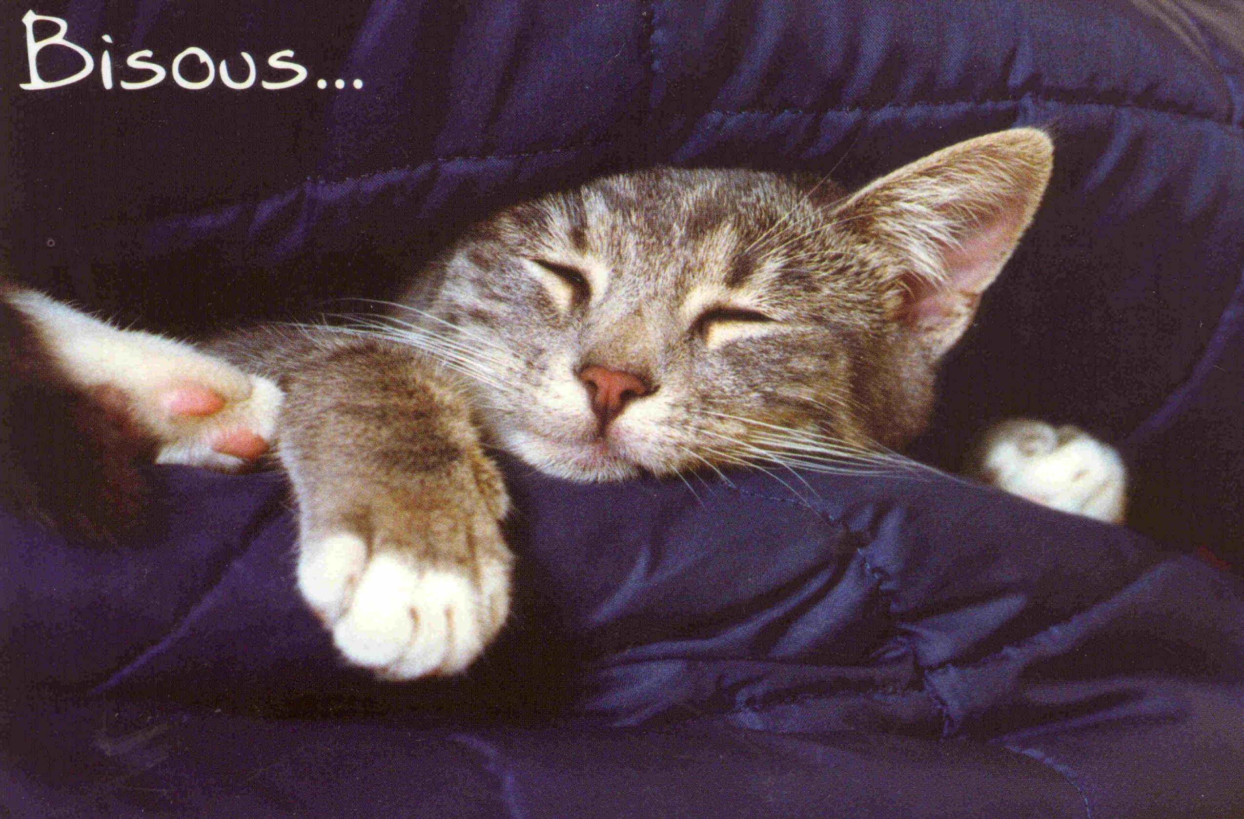 RÃ©sultat de recherche d'images pour "images bonne soirÃ©Ã© bisous chats"