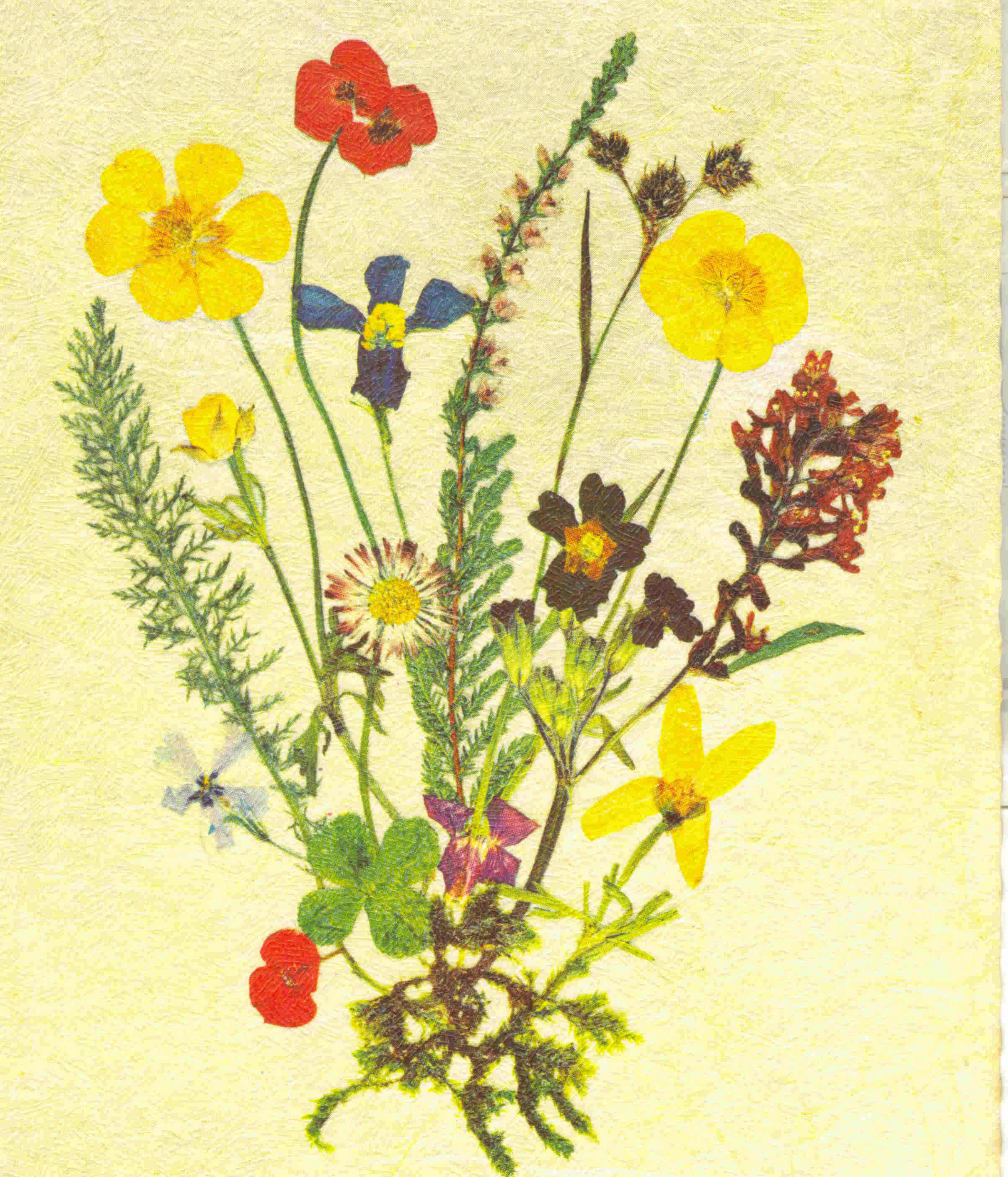 Fleurs